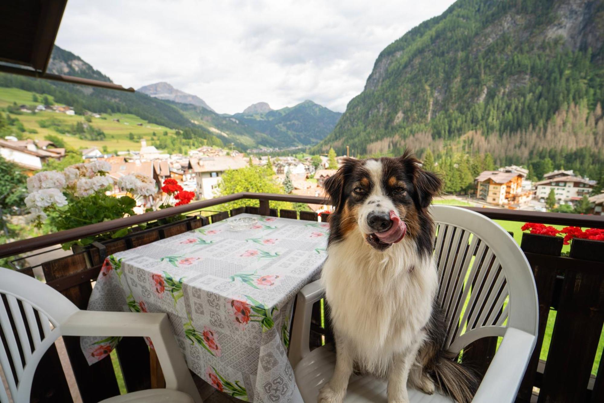 Cesa Cherpei - Dog Friendly Campitello di Fassa Extérieur photo