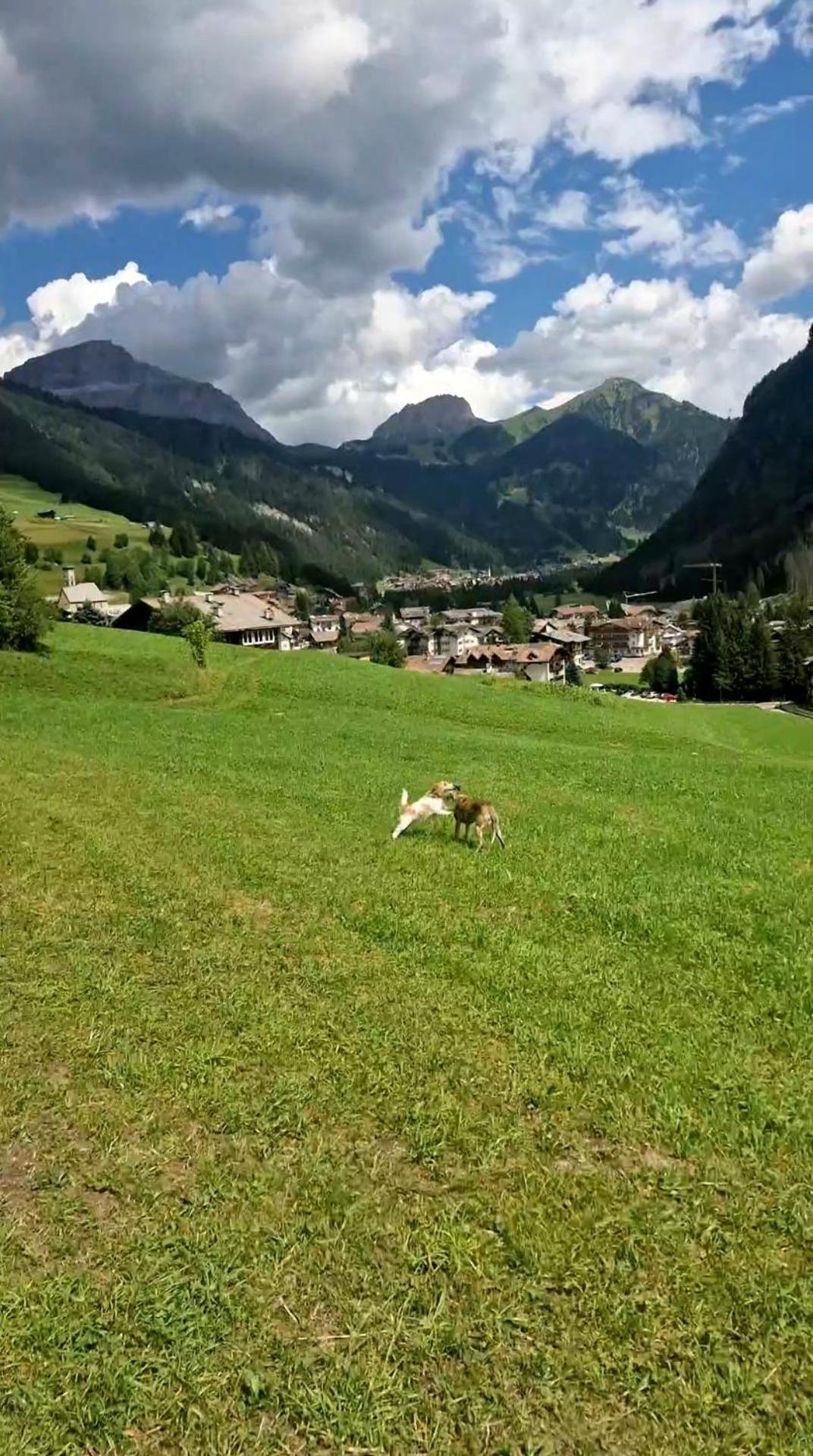 Cesa Cherpei - Dog Friendly Campitello di Fassa Extérieur photo